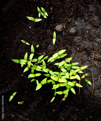 Obraz na płótnie Green sprout growing from ground, New born plant w salonie