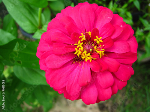 zinnia