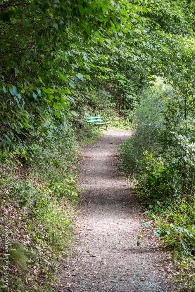 Path in the forest with a bench