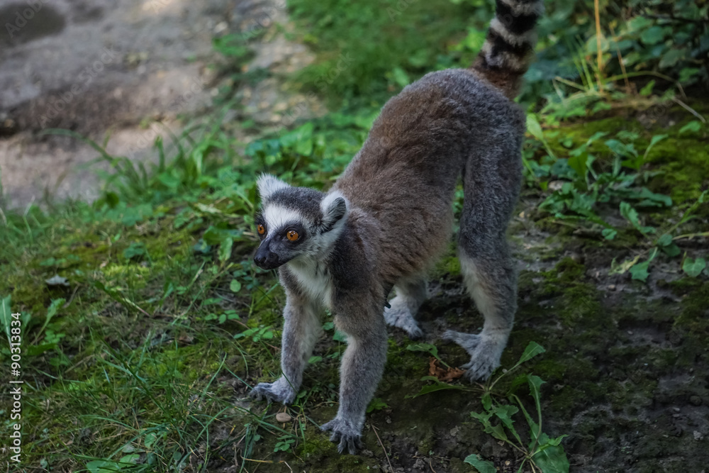 Fototapeta premium lemur