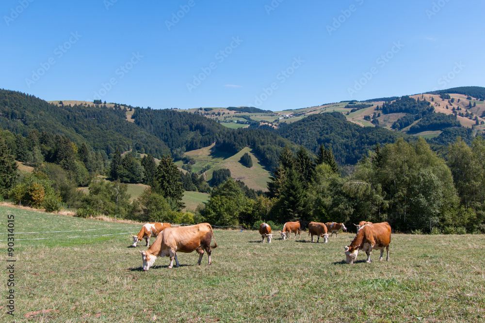 Fototapeta premium Kühe in herrlicher Landschaft