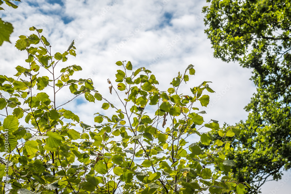 green leaves, tree, clouds and blue sky green leaves, tree, clouds and blue sky