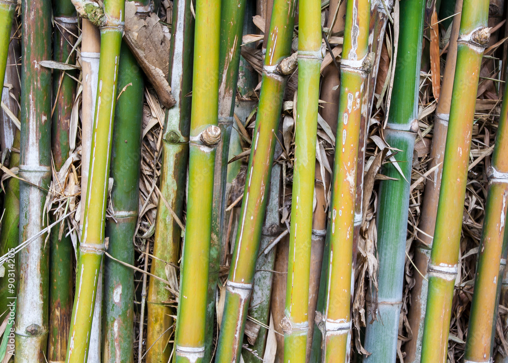 Fototapeta premium Many Bamboo
