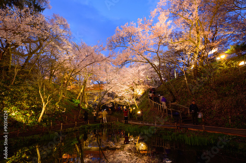 Fototapeta Naklejka Na Ścianę i Meble -  Cherry blossoms at the Takato Castle Park in Ina city, Nagano, Japan