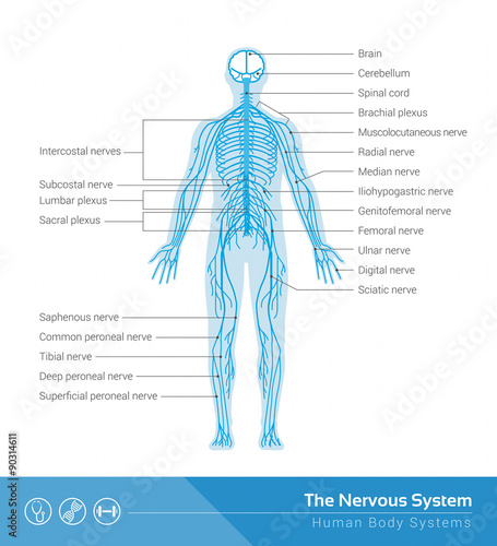 The nervous system