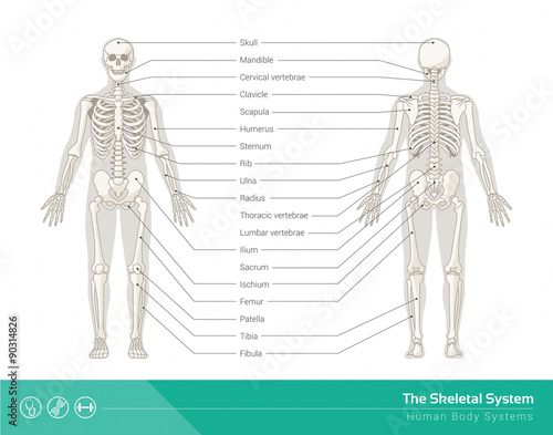 The skeletal system
