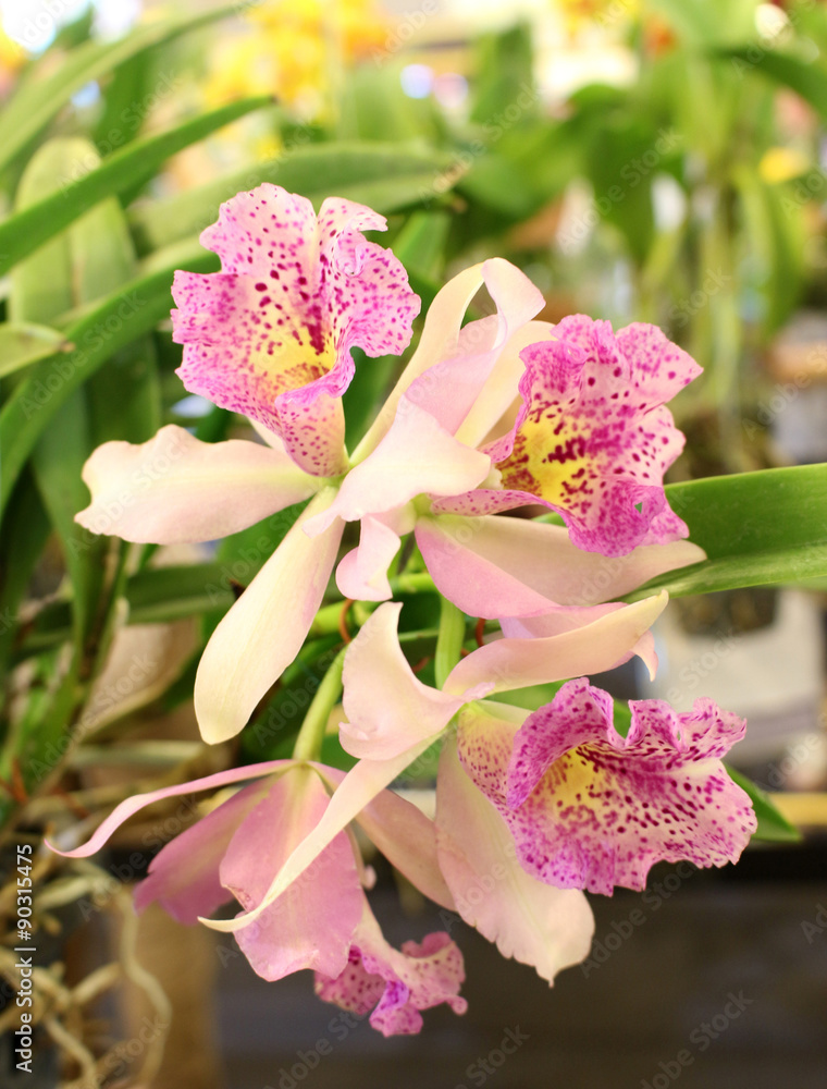Orchid flower and plants Orchid flower and plants