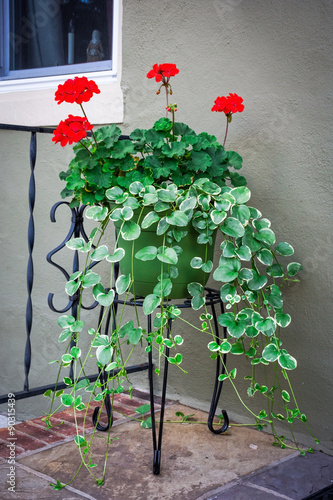 Fototapeta Naklejka Na Ścianę i Meble -  Red Geranium on Porch