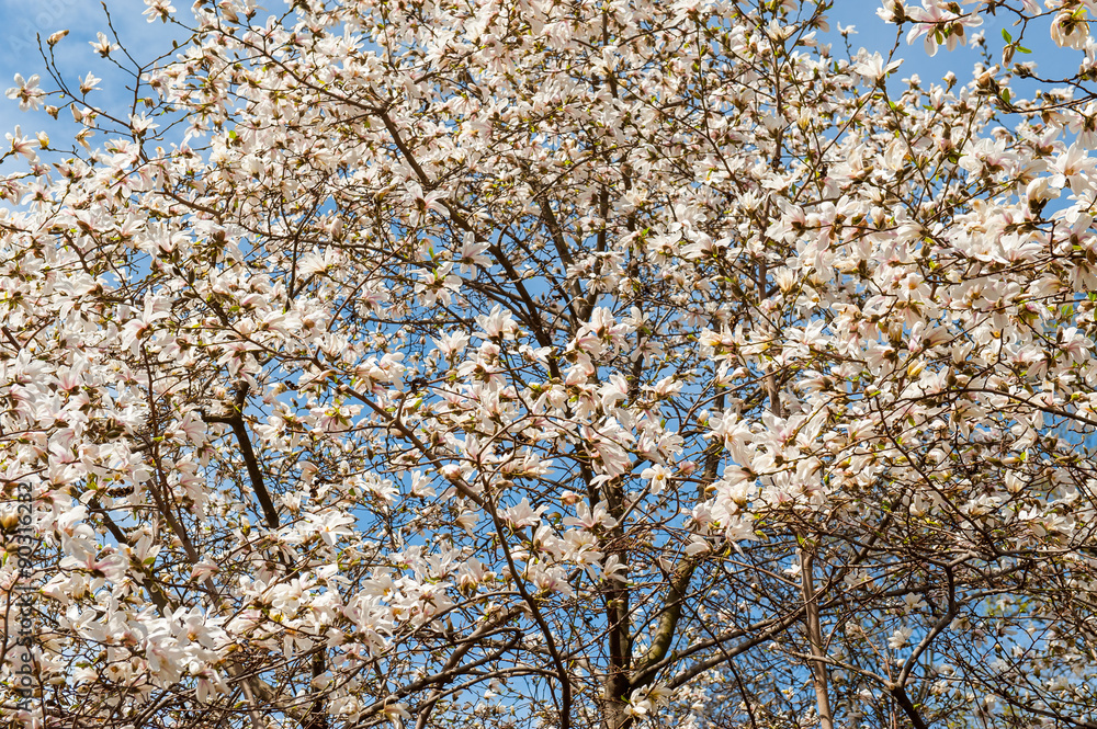 Some magnolia flowers