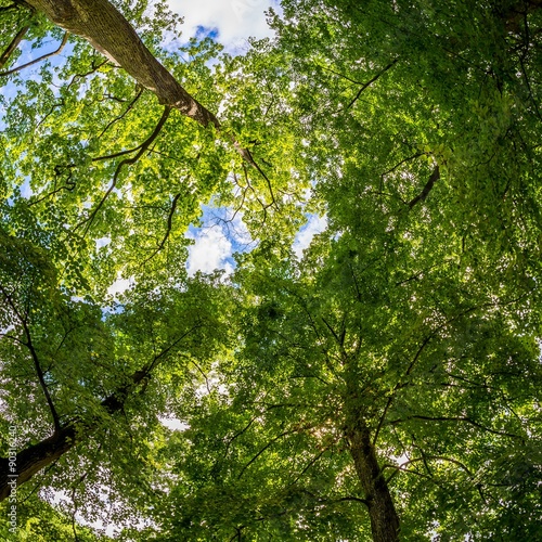 looking up in large green trees