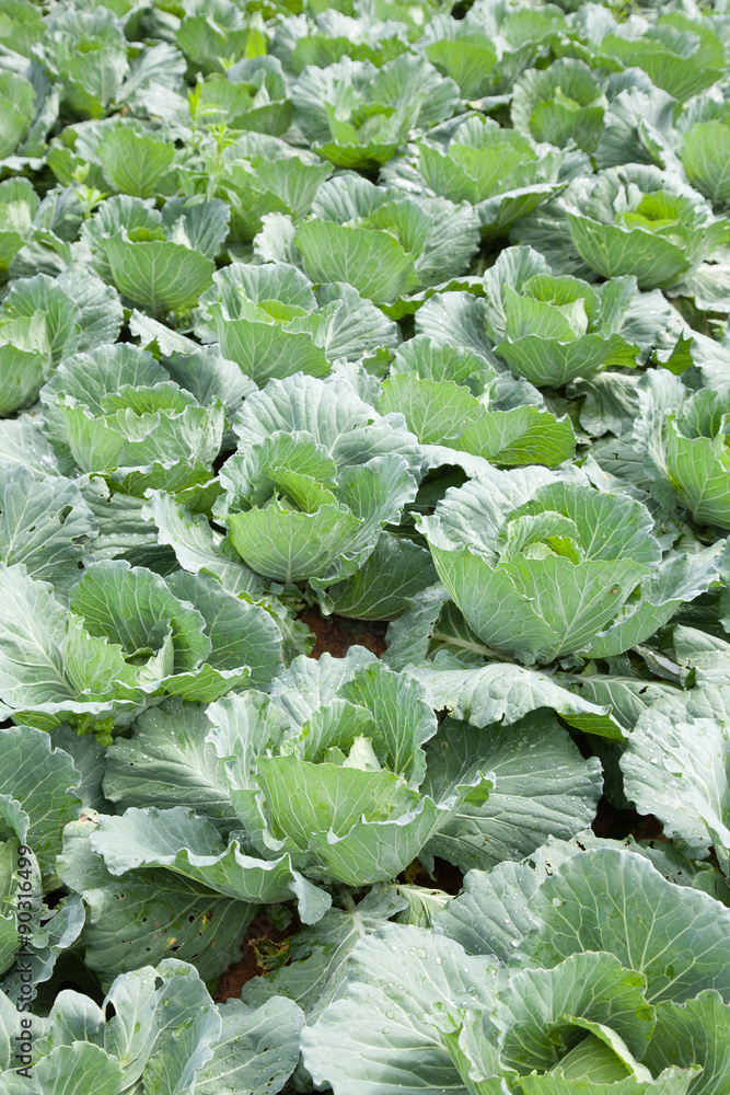 Agriculture cabbage Agriculture cabbage