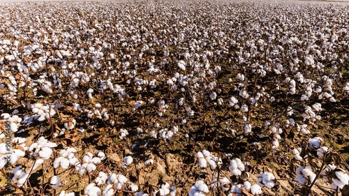 cotton field in south carolina in the united states