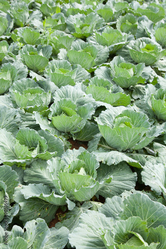 Agriculture cabbage