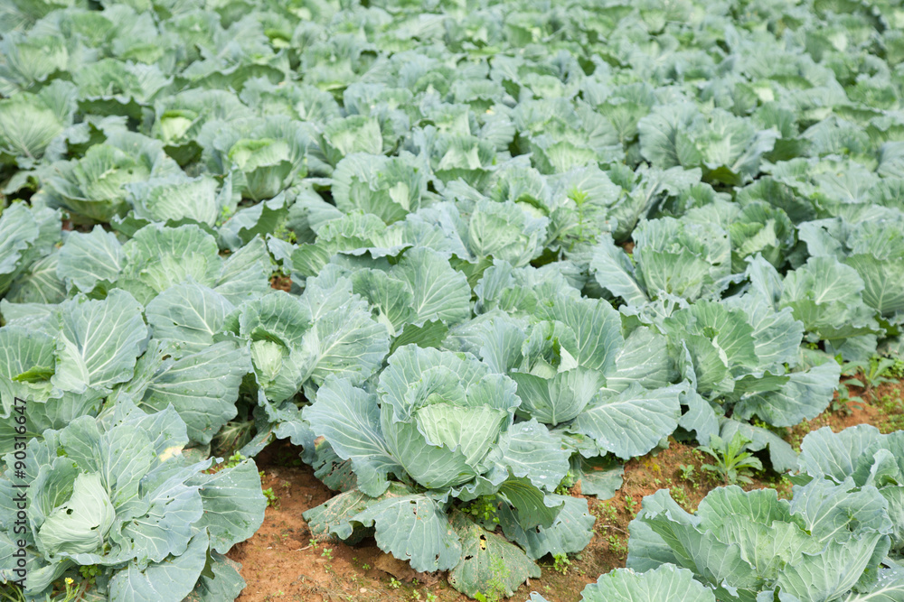 Agriculture cabbage Agriculture cabbage