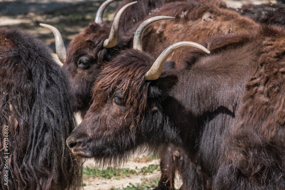 Fototapeta premium yak group of adults standing in the sun resting