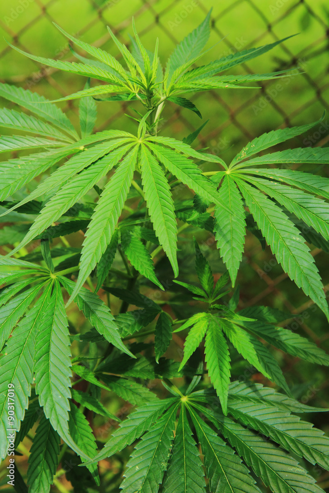 marijuana plant.. marijuana plant..