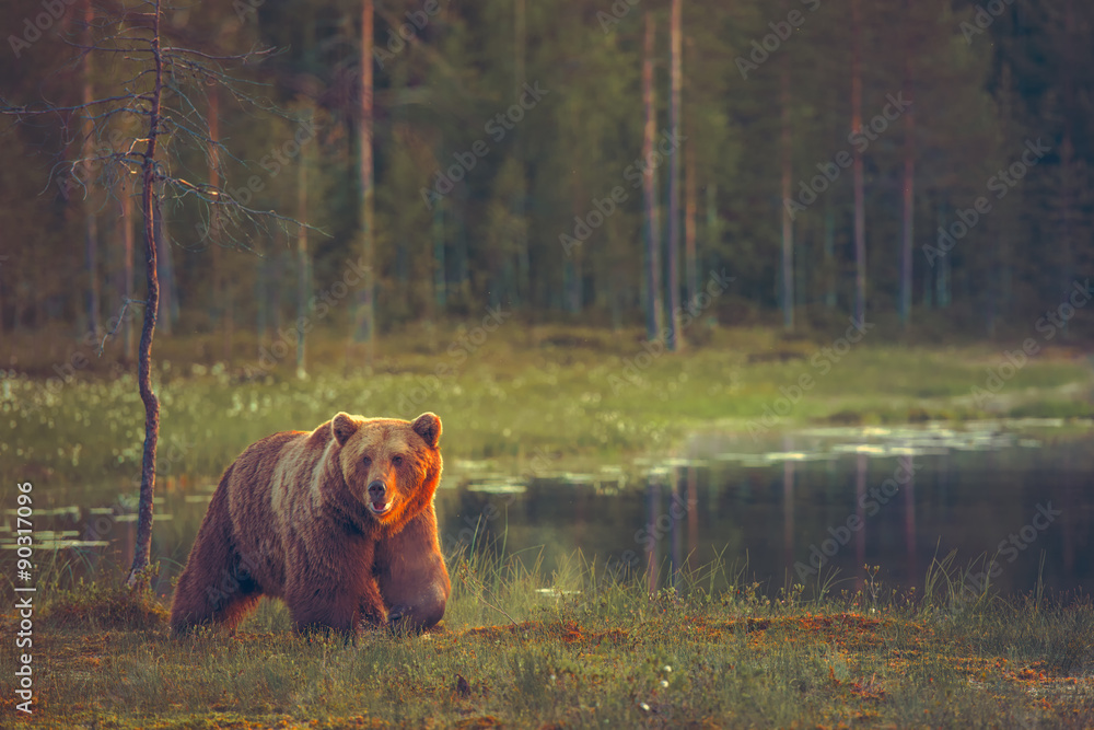 Obraz premium Big male bear walking in the bog at sunset