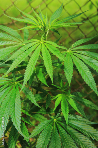 marijuana plant..