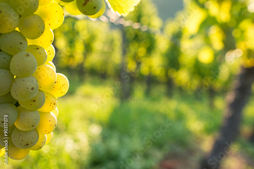Nahaufnahme Weintrauben im Gegenlicht photo