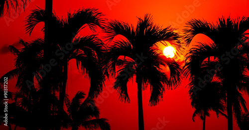 contrast tropical sunset