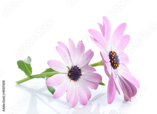 Fototapeta Naklejka Na Ścianę i Meble -  Daisy, Osteospermum ecklonis 