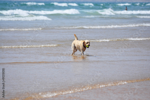 beach dog © tony4urban