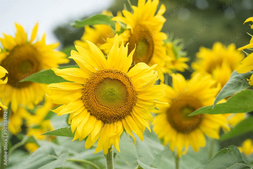 portrait of a sunflower in focus