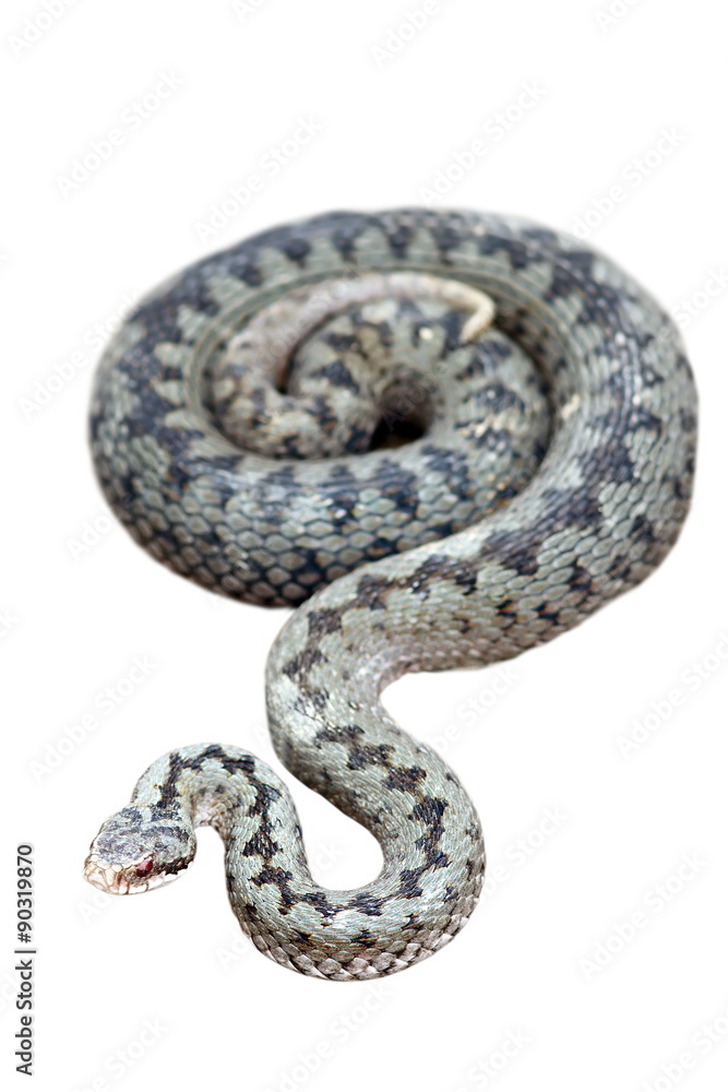common adder isolated on white common adder isolated on white