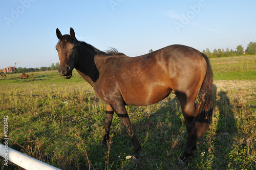 Horse portrait in green field © GrasePhoto