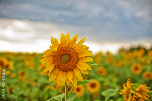 sunflowers
