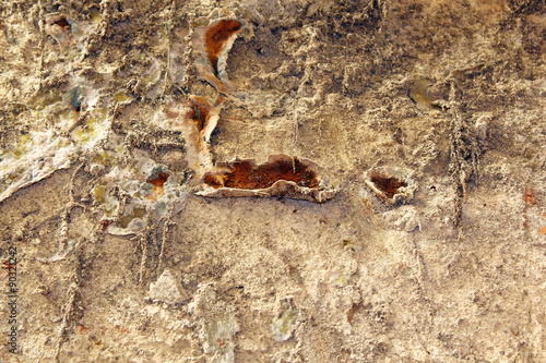 serpula lacrymans fungus photo
