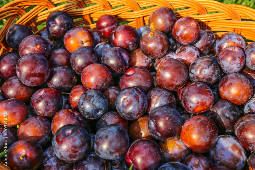 Obraz premium Plum on nature basket