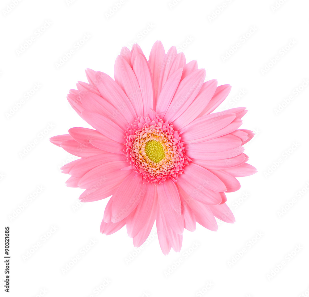 Pink gerbera daisy isolated on white background