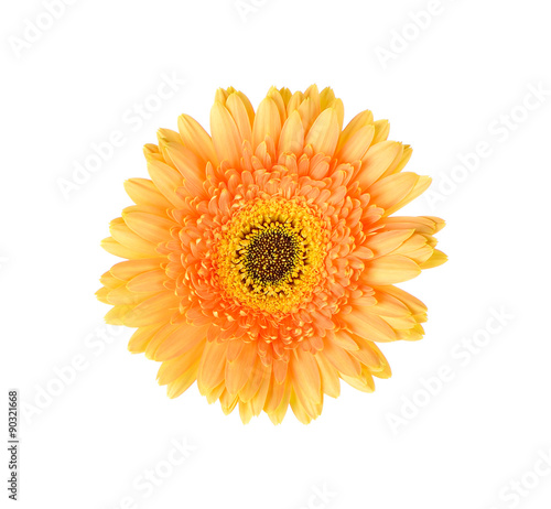 Orange gerbera daisy flower isolated on a white background