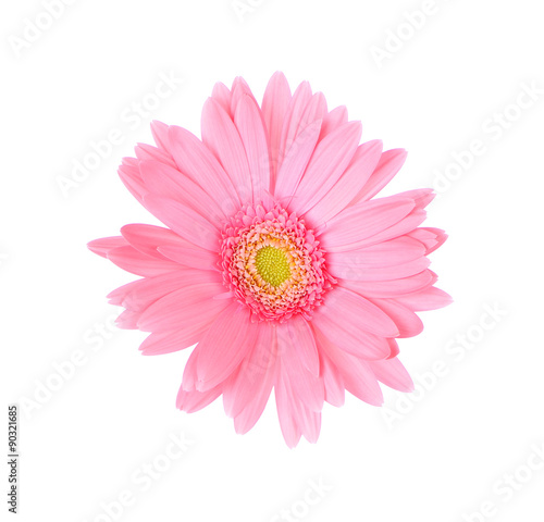 Pink gerbera daisy isolated on white background © sathit