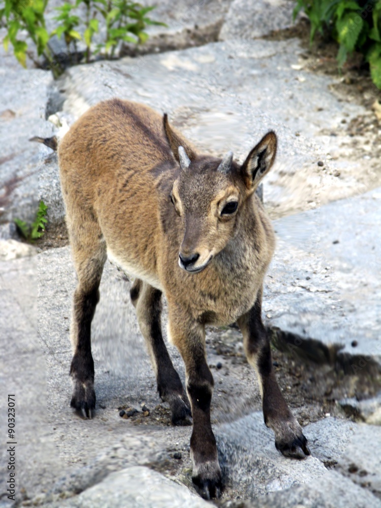 Obraz premium mountain goats