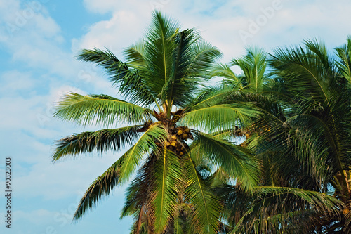 Coconut palm trees against the sky