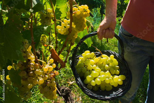 Malvasia grape harvest photo