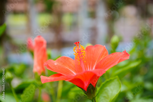 hibiscus flower in garden close up
