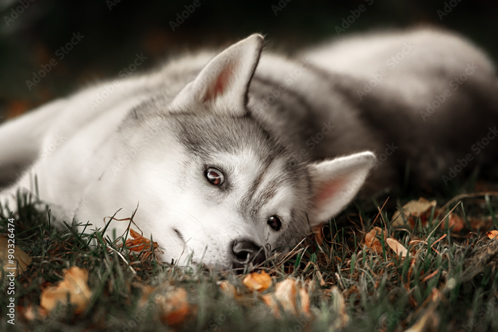 A husky wolf dog portrait