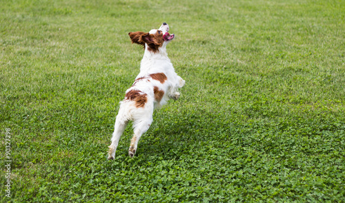 epagneul breton dog jumping 