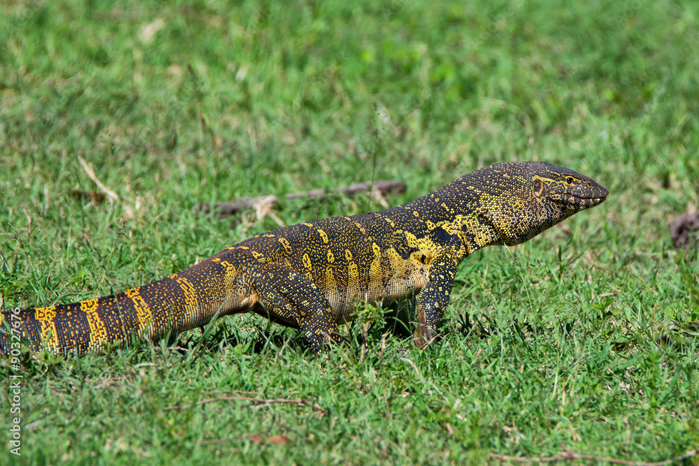 Nile monitor Nile monitor