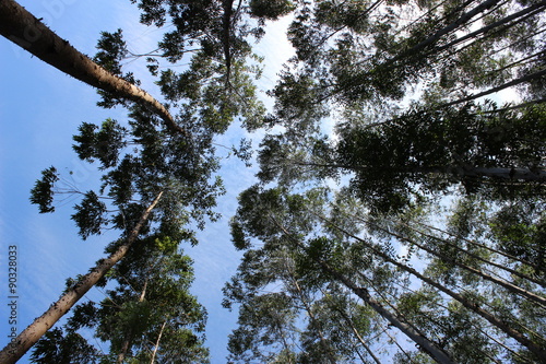 Visão do céu numa Floresta de eucaliptos photo