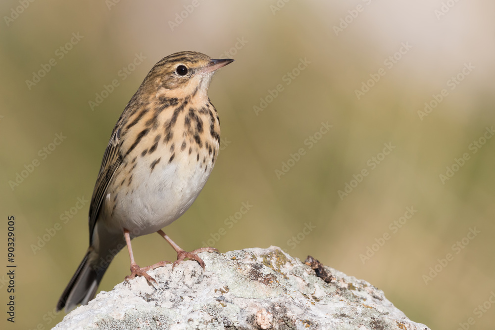 tree pipit tree pipit