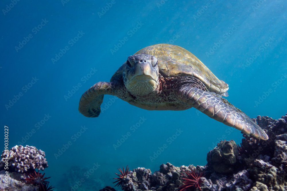 Excuse Me Sir StockFoto Adobe Stock