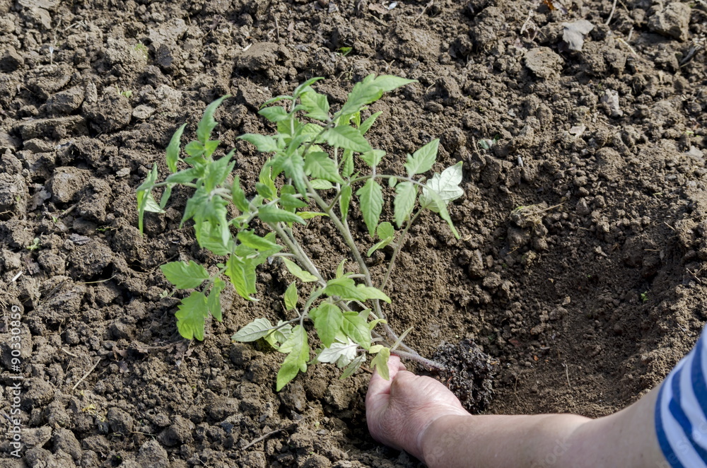 Organic farming of tomato in green house. Hands holding seedlings and put in the hole. Organic farming of tomato in green house. Hands holding seedlings and put in the hole.