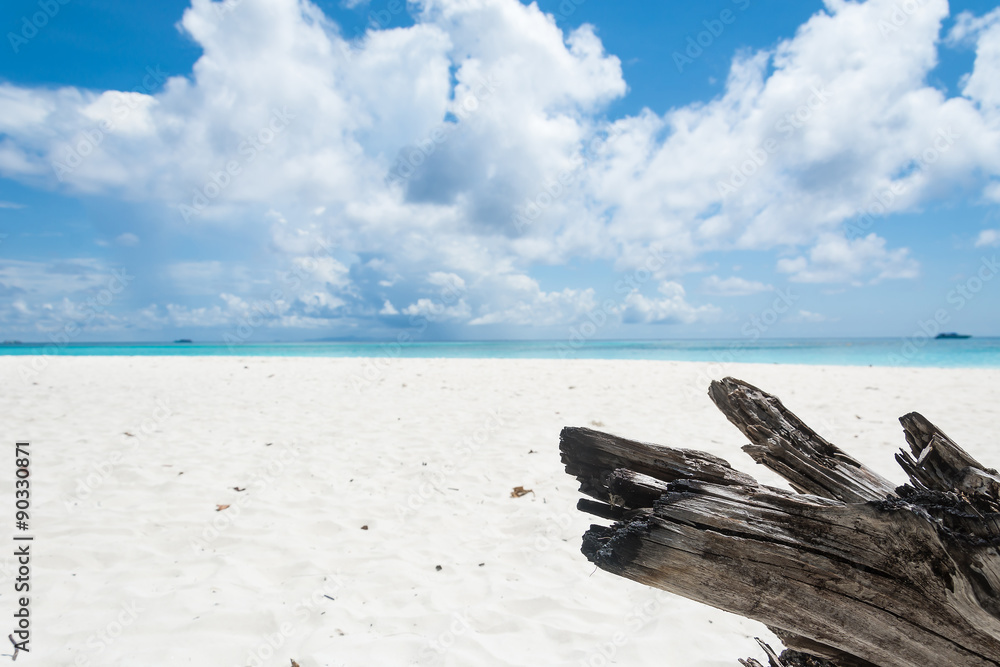 wood in sand with sea and aky