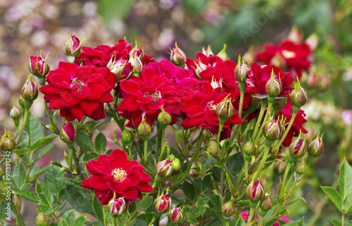 Bush of red roses in summer park