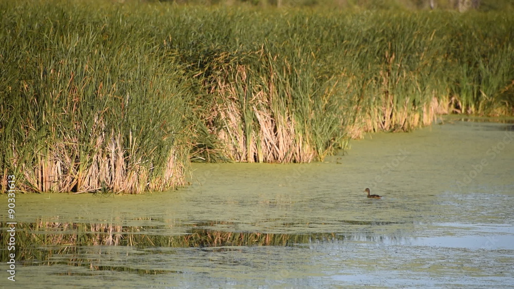 A mallard duck hen swims back and forth while feeding on duckweed and insects floating in the water of a cattail marsh in central Wisconsin, A mallard duck hen swims back and forth while feeding on duckweed and insects floating in the water of a cattail marsh in central Wisconsin,