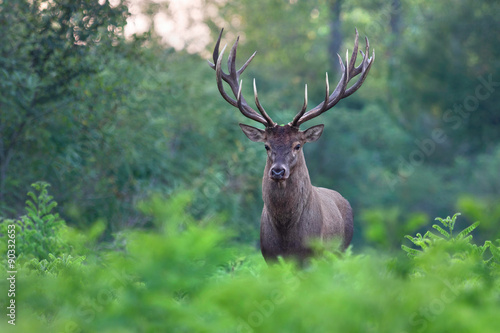 Great red deer stag in a forest.